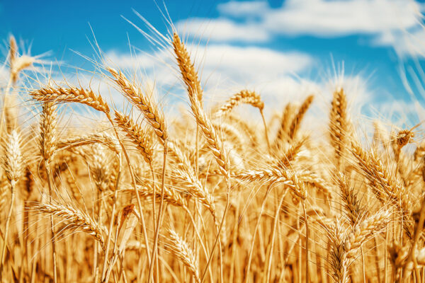 Wheat Lachlan