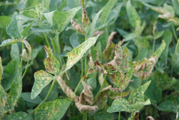Phytotoxity