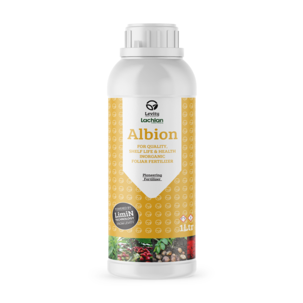 Albion Lachlan