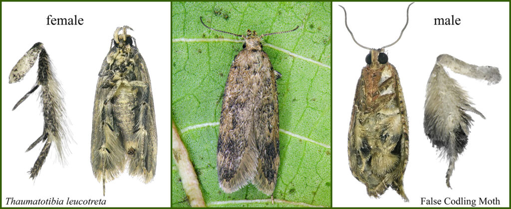 False Codling Moth