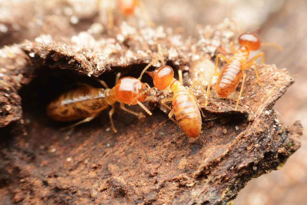 Lachlan Termites