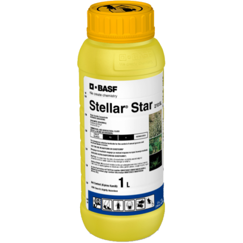 Stellar Star Lachlan