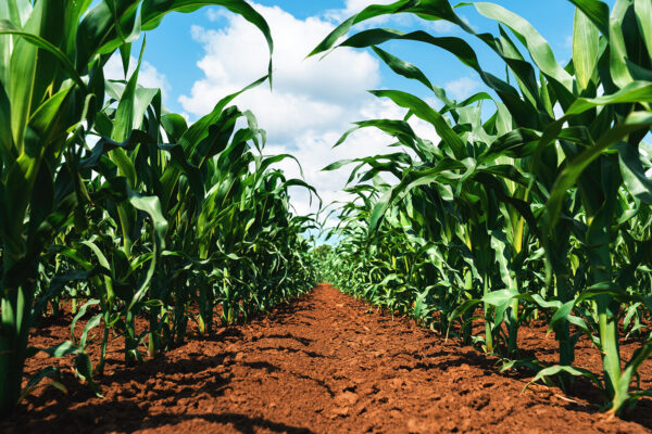 LIMAR COMBI herbicide maize results