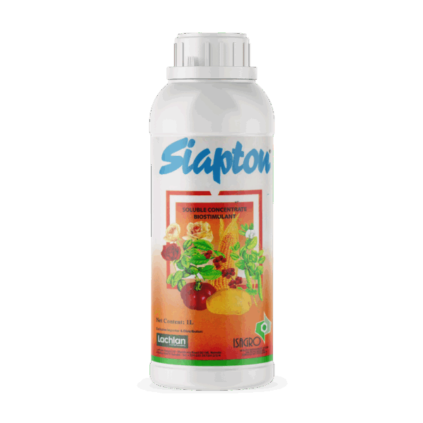 Siapton Lachlan